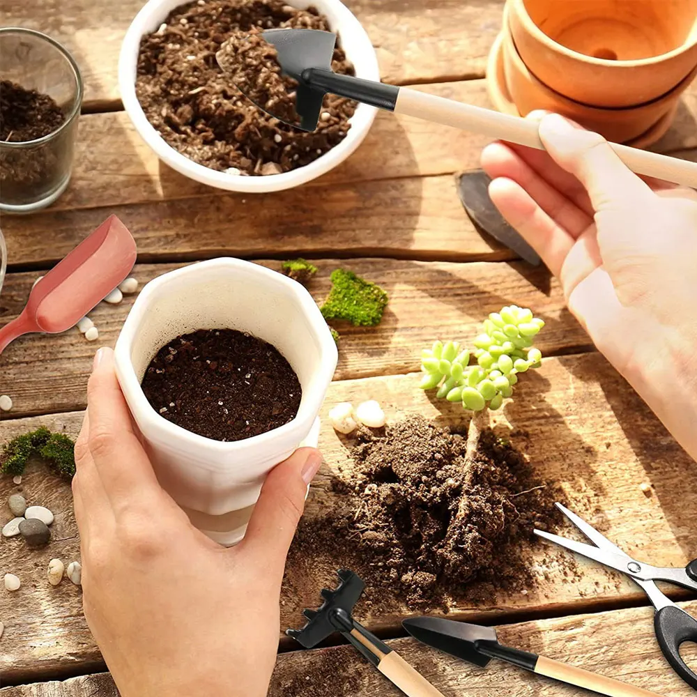 Indoor suculentas plantas conj - Indoor Garden Kit avaliação e preço