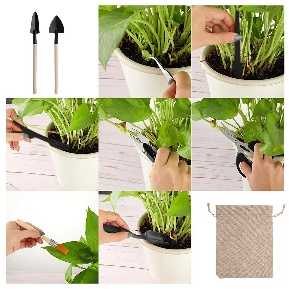 Indoor suculentas plantas conj - Indoor Garden Kit avaliação e preço