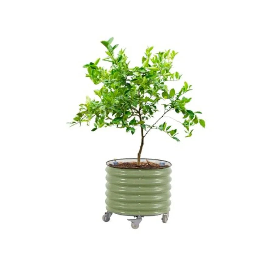 Vaso de plantio para cítricos  - Self Watering Planter avaliação e preço